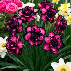 Нарцисс Золотая Корона купить по цене от 2000р. в интернет-магазине «Посадика» с доставкой почтой в в Сясьстройе и по всей России – [изображение №1].