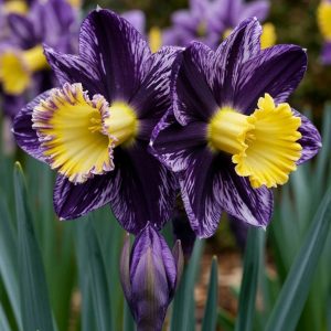 Нарцисс Акропоис купить по цене от 382р. в интернет-магазине «Посадика» с доставкой почтой в в Сясьстройе и по всей России – [изображение №1].