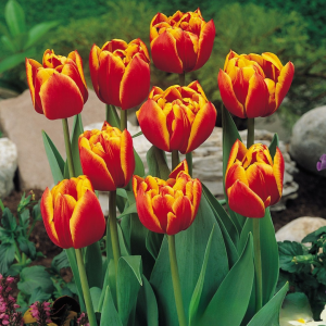 Тюльпан Блэк Фаер купить по цене от 275р. в интернет-магазине «Посадика» с доставкой почтой в в Сясьстройе и по всей России – [изображение №1].