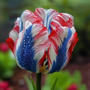 Тюльпан Ремс Сенсейшн купить по цене от 219р. в интернет-магазине «Посадика» с доставкой почтой в в Сясьстройе и по всей России – [изображение №1].