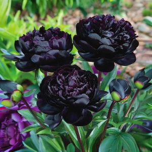 Пион Королевский Бархат купить по цене от 419р. в интернет-магазине «Посадика» с доставкой почтой в в Сясьстройе и по всей России – [изображение №1].