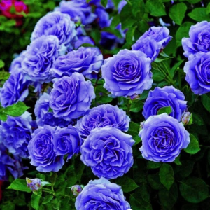 Роза Блю Мун купить по цене от 450р. в интернет-магазине «Посадика» с доставкой почтой в в Сясьстройе и по всей России – [изображение №1].