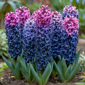 Гиацинт Блю Спринг купить по цене от 2099р. в интернет-магазине «Посадика» с доставкой почтой в в Сясьстройе и по всей России – [изображение №1].