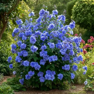 Гибискус Сансет Блоссом купить по цене от 248р. в интернет-магазине «Посадика» с доставкой почтой в в Сясьстройе и по всей России – [изображение №1].