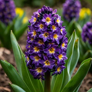 Гиацинт Вельвет Колор купить по цене от 2099р. в интернет-магазине «Посадика» с доставкой почтой в в Сясьстройе и по всей России – [изображение №1].