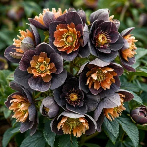 Морозник Блум Айс купить по цене от 499р. в интернет-магазине «Посадика» с доставкой почтой в в Сясьстройе и по всей России – [изображение №1].