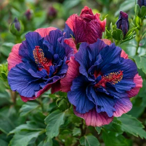 Гибискус Роуз Шайн купить по цене от 360р. в интернет-магазине «Посадика» с доставкой почтой в в Сясьстройе и по всей России – [изображение №1].