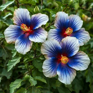 Гибискус Илюжн Вилью купить по цене от 259р. в интернет-магазине «Посадика» с доставкой почтой в в Сясьстройе и по всей России – [изображение №1].