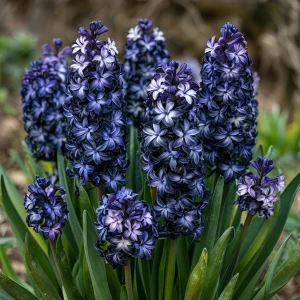 Гиацинт Блум Клауд купить по цене от 2099р. в интернет-магазине «Посадика» с доставкой почтой в в Сясьстройе и по всей России – [изображение №1].