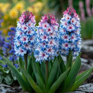 Гиацинт Пинк Мари купить по цене от 2099р. в интернет-магазине «Посадика» с доставкой почтой в в Сясьстройе и по всей России – [изображение №1].