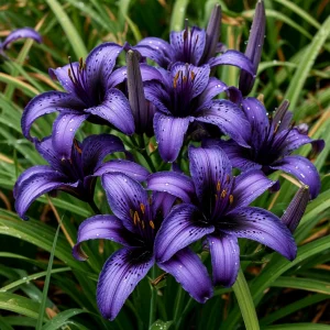 Лилейник Блю Айрис купить по цене от 324р. в интернет-магазине «Посадика» с доставкой почтой в в Сясьстройе и по всей России – [изображение №1].