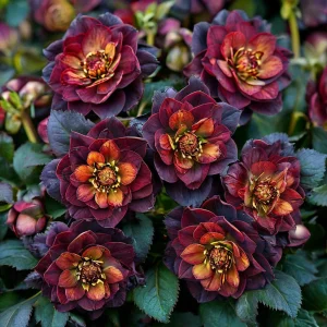 Морозник Сноу Дроп купить по цене от 348р. в интернет-магазине «Посадика» с доставкой почтой в в Сясьстройе и по всей России – [изображение №1].