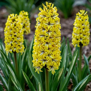 Гиацинт Сансет Голд купить по цене от 2099р. в интернет-магазине «Посадика» с доставкой почтой в в Сясьстройе и по всей России – [изображение №1].