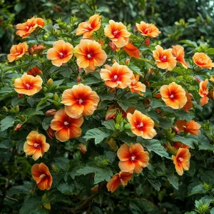 Гибискус Кристал Рэй купить по цене от 458р. в интернет-магазине «Посадика» с доставкой почтой в в Сясьстройе и по всей России – [изображение №1].