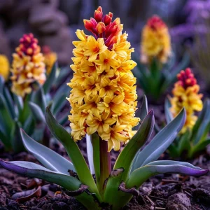 Гиацинт Миднайт Мистери купить по цене от 2099р. в интернет-магазине «Посадика» с доставкой почтой в в Сясьстройе и по всей России – [изображение №1].