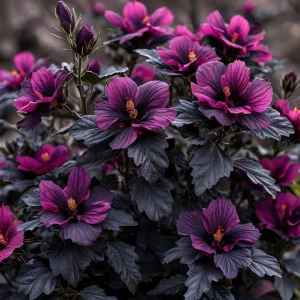 Гибискус Корал Чарм купить по цене от 271р. в интернет-магазине «Посадика» с доставкой почтой в в Сясьстройе и по всей России – [изображение №1].