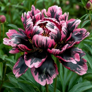 Пион Дроп Руби купить по цене от 469р. в интернет-магазине «Посадика» с доставкой почтой в в Сясьстройе и по всей России – [изображение №1].