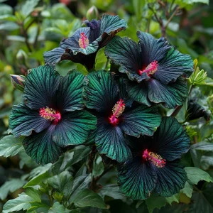 Гибискус Пикок Плюм купить по цене от 490р. в интернет-магазине «Посадика» с доставкой почтой в в Сясьстройе и по всей России – [изображение №1].