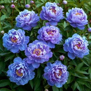 Пион Голубой лотос купить по цене от 590р. в интернет-магазине «Посадика» с доставкой почтой в в Сясьстройе и по всей России – [изображение №1].