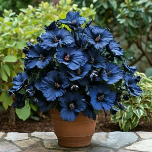 Гибискус Селестиал Флейм купить по цене от 326р. в интернет-магазине «Посадика» с доставкой почтой в в Сясьстройе и по всей России – [изображение №1].