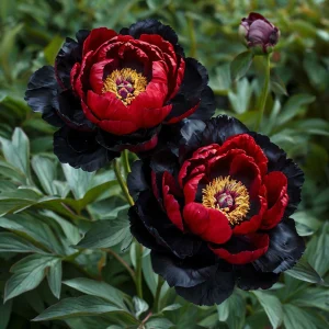 Пион Эбеновый Рубин купить по цене от 419р. в интернет-магазине «Посадика» с доставкой почтой в в Сясьстройе и по всей России – [изображение №1].
