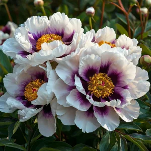 Пион Эко Саммер купить по цене от 548р. в интернет-магазине «Посадика» с доставкой почтой в в Сясьстройе и по всей России – [изображение №1].