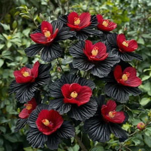 Гибискус Ройял Афеа купить по цене от 460р. в интернет-магазине «Посадика» с доставкой почтой в в Сясьстройе и по всей России – [изображение №1].