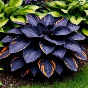 Хоста Умбра купить по цене от 349р. в интернет-магазине «Посадика» с доставкой почтой в в Сясьстройе и по всей России – [изображение №1].