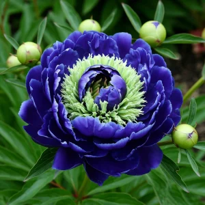 Пион Дримвивер купить по цене от 417р. в интернет-магазине «Посадика» с доставкой почтой в в Сясьстройе и по всей России – [изображение №1].