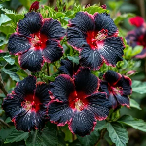 Гибискус садовый Файер Дэнсер купить по цене от 450р. в интернет-магазине «Посадика» с доставкой почтой в в Сясьстройе и по всей России – [изображение №1].