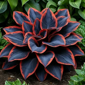 Хоста Солнечный Агат купить по цене от 440р. в интернет-магазине «Посадика» с доставкой почтой в в Сясьстройе и по всей России – [изображение №1].