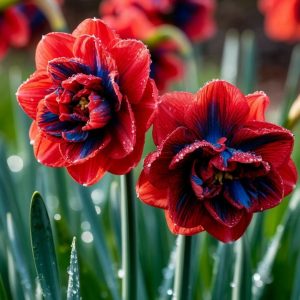 Нарцисс Эрличе купить по цене от 386р. в интернет-магазине «Посадика» с доставкой почтой в в Сясьстройе и по всей России – [изображение №1].