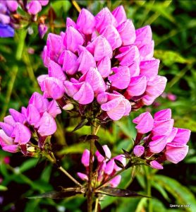 Флокс Бутоник купить по цене от 461р. в интернет-магазине «Посадика» с доставкой почтой в в Сясьстройе и по всей России – [изображение №1].