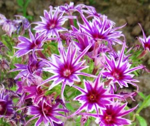 Флокс Звездное Кружево купить по цене от 361р. в интернет-магазине «Посадика» с доставкой почтой в в Сясьстройе и по всей России – [изображение №1].