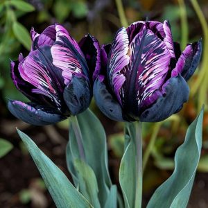 Тюльпан Блэк Каньон купить по цене от 305р. в интернет-магазине «Посадика» с доставкой почтой в в Сясьстройе и по всей России – [изображение №1].