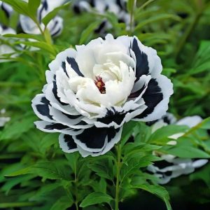 Пион Монохромный Шик купить по цене от 429р. в интернет-магазине «Посадика» с доставкой почтой в в Сясьстройе и по всей России – [изображение №1].