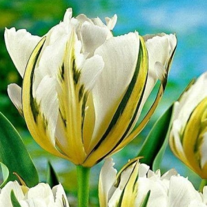 Тюльпан Экзотик Пуруссима купить по цене от 305р. в интернет-магазине «Посадика» с доставкой почтой в в Сясьстройе и по всей России – [изображение №1].