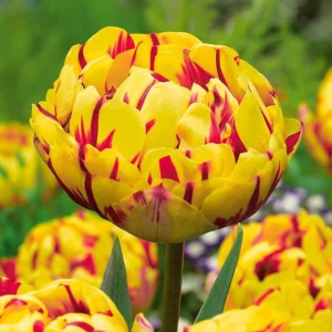 Тюльпан махровый Голден Ницц купить по цене от 361р. в интернет-магазине «Посадика» с доставкой почтой в в Сясьстройе и по всей России – [изображение №1].