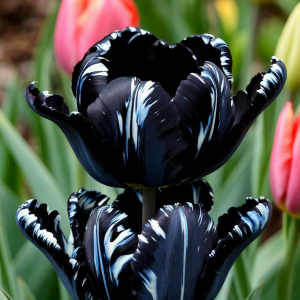 Тюльпан Шелк Нуар купить по цене от 219р. в интернет-магазине «Посадика» с доставкой почтой в в Сясьстройе и по всей России – [изображение №1].