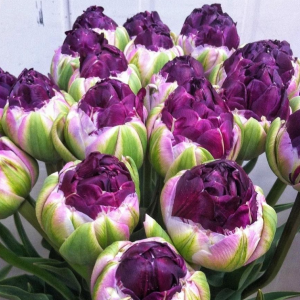 Тюльпан Анаконда купить по цене от 450р. в интернет-магазине «Посадика» с доставкой почтой в в Сясьстройе и по всей России – [изображение №1].