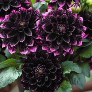 Георгин Лаванда Лейс купить по цене от 679р. в интернет-магазине «Посадика» с доставкой почтой в в Сясьстройе и по всей России – [изображение №1].