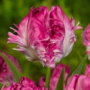 Тюльпан махровый Кул Кристал купить по цене от 400р. в интернет-магазине «Посадика» с доставкой почтой в в Сясьстройе и по всей России – [изображение №1].