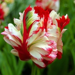 Тюльпан Эстелла Рижнвельд купить по цене от 500р. в интернет-магазине «Посадика» с доставкой почтой в в Сясьстройе и по всей России – [изображение №1].