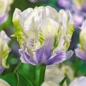 Тюльпан Уайт Лизарт купить по цене от 360р. в интернет-магазине «Посадика» с доставкой почтой в в Сясьстройе и по всей России – [изображение №1].