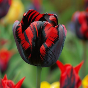 Тюльпан Блэк Перрот купить по цене от 351р. в интернет-магазине «Посадика» с доставкой почтой в в Сясьстройе и по всей России – [изображение №1].