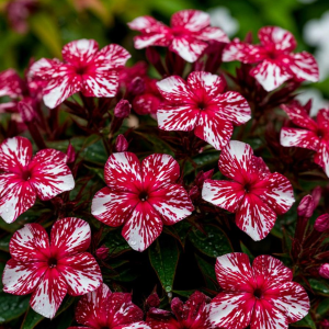 Флокс Ливер Гриммер купить по цене от 590р. в интернет-магазине «Посадика» с доставкой почтой в в Сясьстройе и по всей России – [изображение №1].