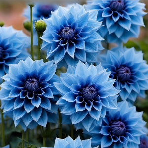 Георгин Вижапе купить по цене от 699р. в интернет-магазине «Посадика» с доставкой почтой в в Сясьстройе и по всей России – [изображение №1].