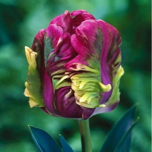 Тюльпан Экзотик Хэвен купить по цене от 186р. в интернет-магазине «Посадика» с доставкой почтой в в Сясьстройе и по всей России – [изображение №1].