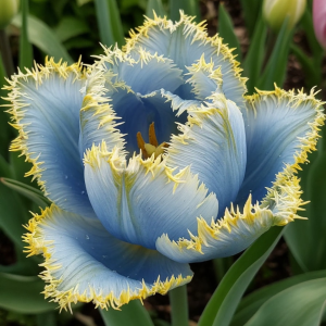 Тюльпан Махровый Амплуа купить по цене от 199р. в интернет-магазине «Посадика» с доставкой почтой в в Сясьстройе и по всей России – [изображение №1].