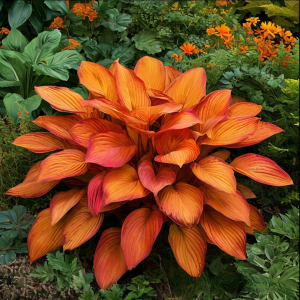 Хоста Солнечный Нектар купить по цене от 605р. в интернет-магазине «Посадика» с доставкой почтой в в Сясьстройе и по всей России – [изображение №1].